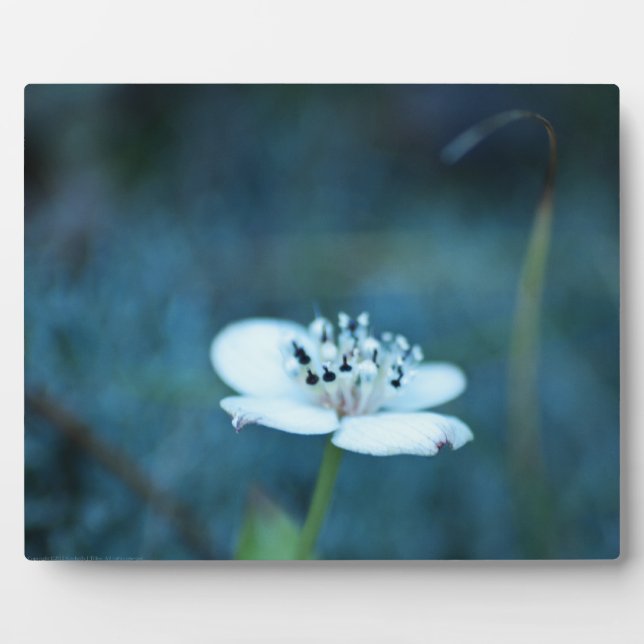 Sommerliche Erinnerungen Fotoplatte (Vorderseite)