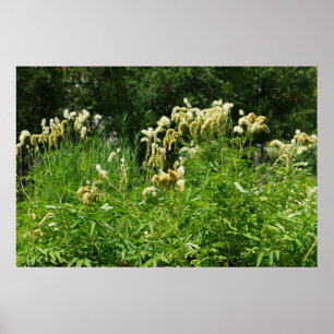 Sommerliche Pflanze im Park Poster