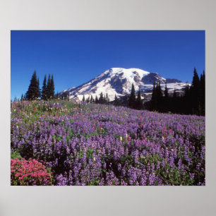 Sommerliche Wildblumen am Fuße des Berges Rainier, Poster