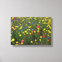 Sommerliche Wildblumen von Loch Ness