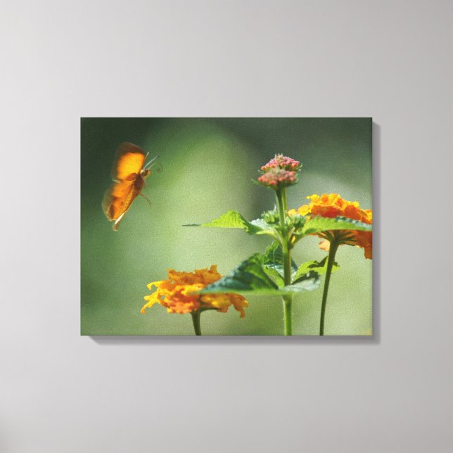 Sommerlicht Leinwanddruck (Vorderseite)