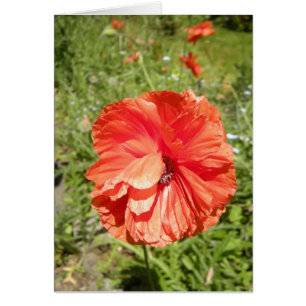 Sommermohnblume Haiku