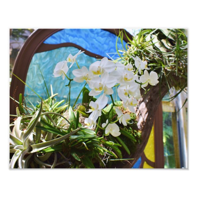 Sommerorchideen Fotodruck (Vorne)