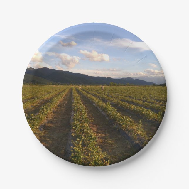 Sommerpapierplatte Pappteller (Vorderseite)