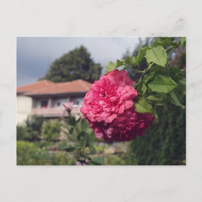Sommerpostkarte Postkarte (Vorderseite)