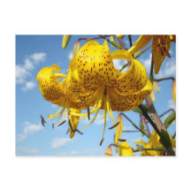 Sommerpostkarten gelbe Tiger-Lilien-Blumen blau