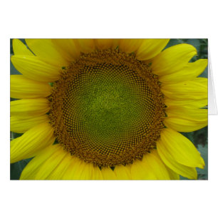 Sommerreihe Sonnenblumen