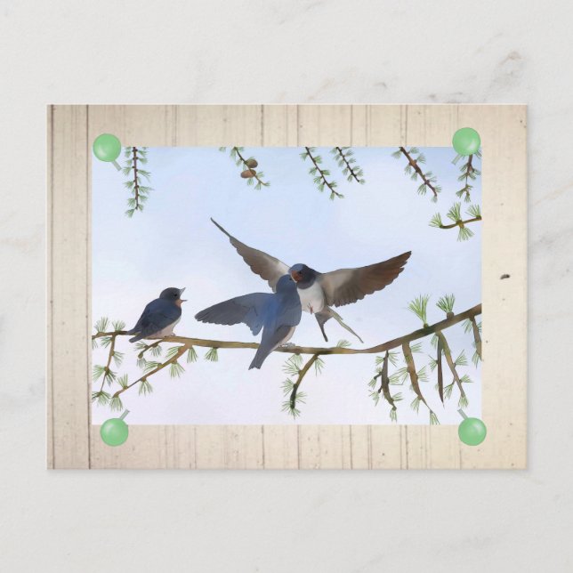 Sommerschwalben Postkarte (Vorderseite)