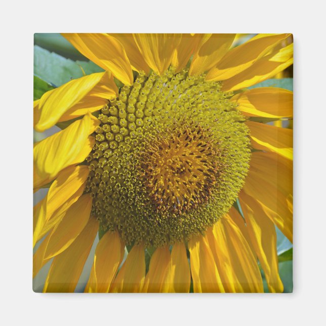 Sommersonnenblume Magnet (Vorne)