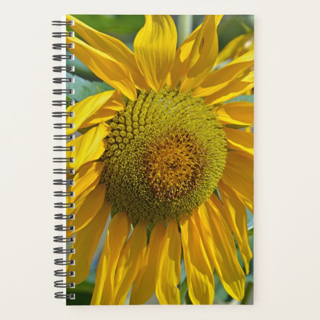 Sommersonnenblume Planer (Vorderseite)