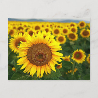 Sommersonnenblumen Postkarte