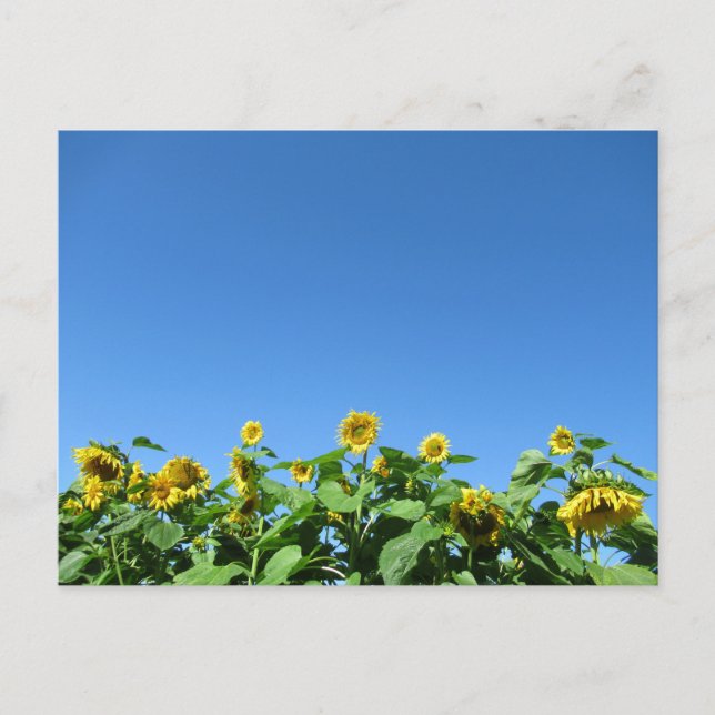 Sommersonnenblumen Postkarte (Vorderseite)