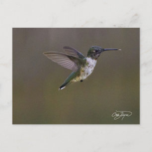 Sommerspass Postkarte