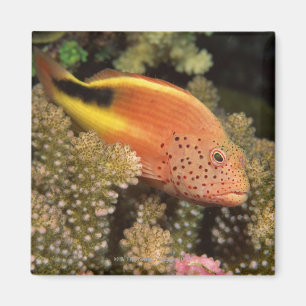 Sommersprossige hawkfish Stangen auf steinigen Magnet
