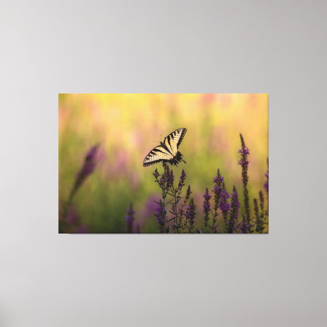 Sommerszene, Schmetterling und Loosestrife Leinwanddruck (Vorderseite)