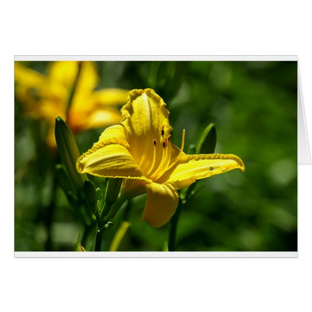 Sommertag (Vorderseite (Horizontal))