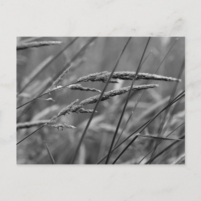 Sommertagträume Postkarte (Vorderseite)