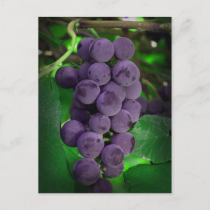 Sommertrauben Postkarte