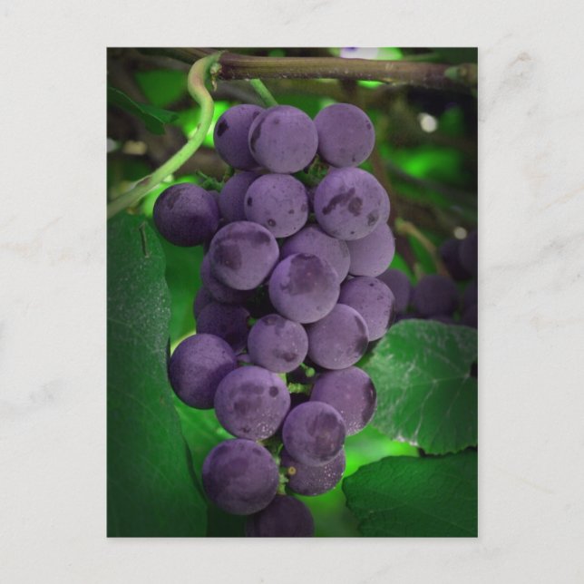 Sommertrauben Postkarte (Vorderseite)