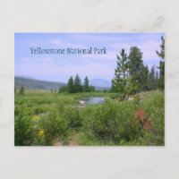 Sommerwiese in Yellowstone