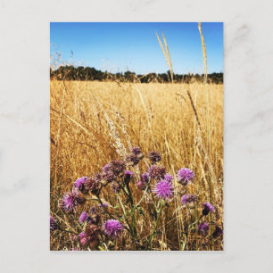 Sommerwiese mit Milk Thistle Postkarte