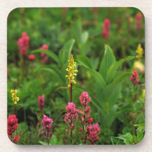 Sommerwildblumen entfalten ein Farbenmeer Untersetzer