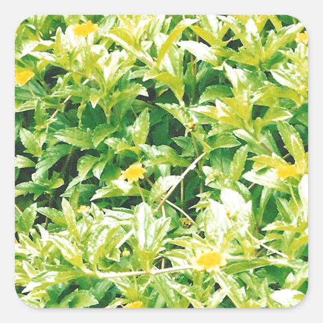 Sommerzeit-Blume und Pflanze Quadratischer Aufkleber (Vorderseite)