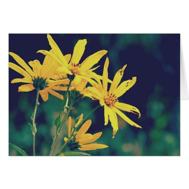 Sommerzeit-Wildblumen (Vorderseite (Horizontal))