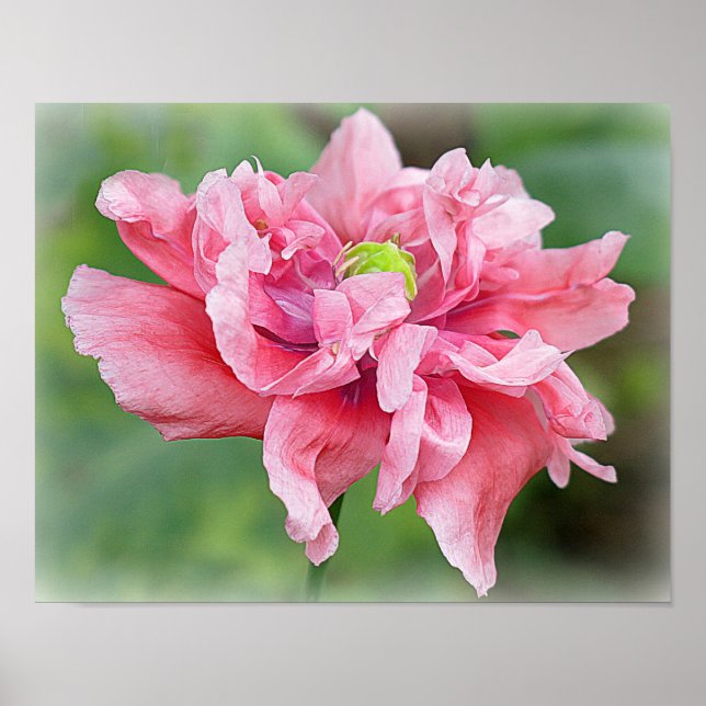 Somniferum Poppy Portrait Poster (Vorne)