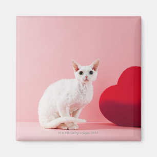 Sonderbar-mit Augen Katze Magnet