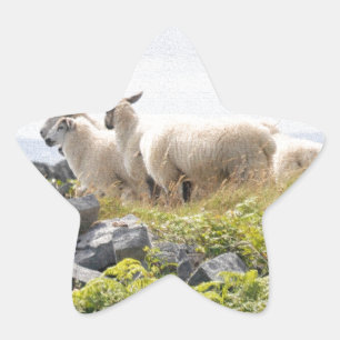 Sonderbare Designs - Schafe auf einem Feld Stern-Aufkleber