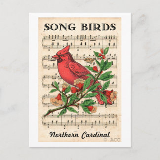 Song Birds Nord Kardinal Postkarte