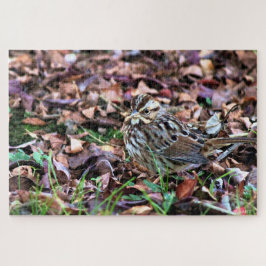 Song Sparrow