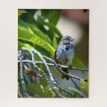 Song Sparrow