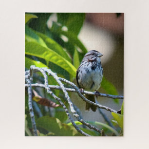 Song Sparrow