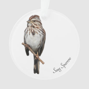 Song Sparrow