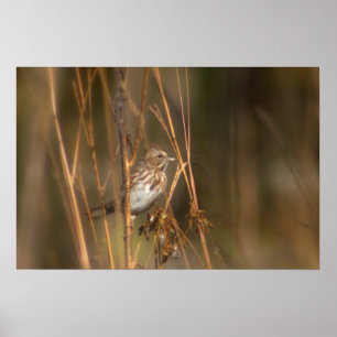 Song Sparrow auf der Wiese Poster