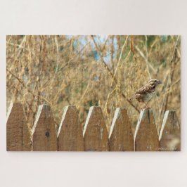 Song Sparrow auf Zaun