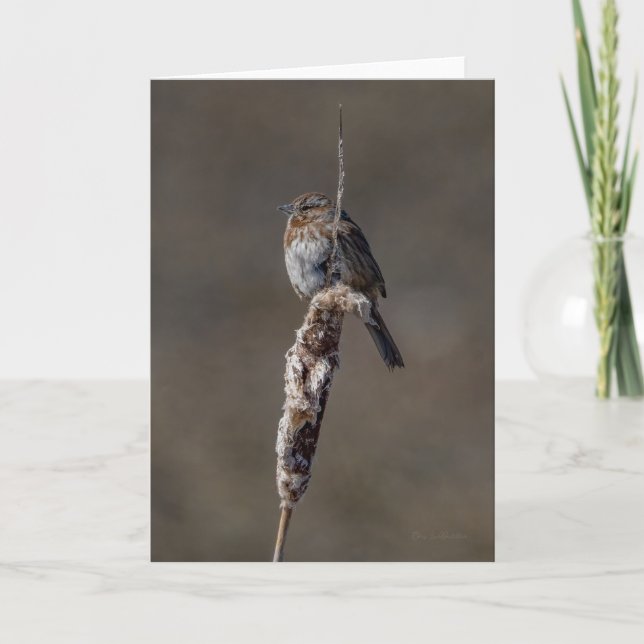 Song Sparrow Carte de remerciements (Devant)