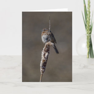 Song Sparrow Carte de remerciements