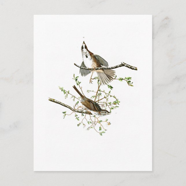 Song Sparrow John James Audubon Birds of America Postkarte (Vorderseite)