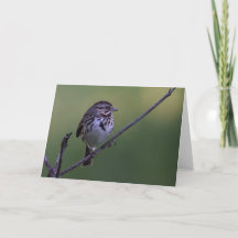 Song Sparrow