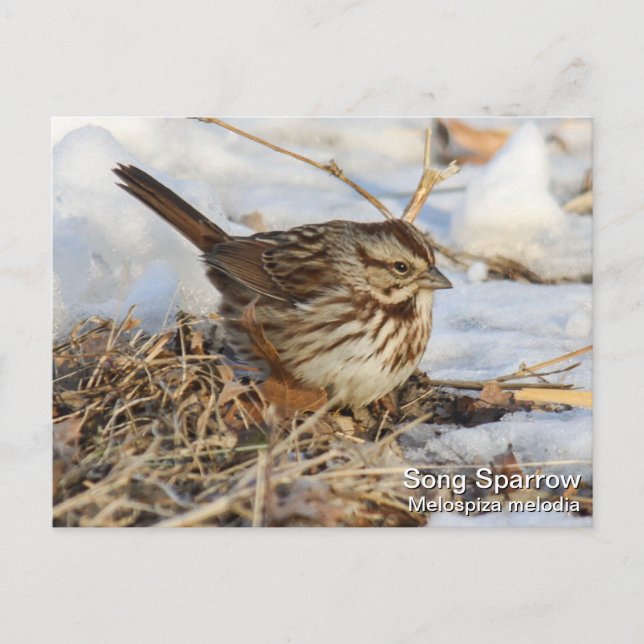Song Sparrow Postkarte (Vorderseite)