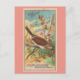 Song Sparrow Postkarte
