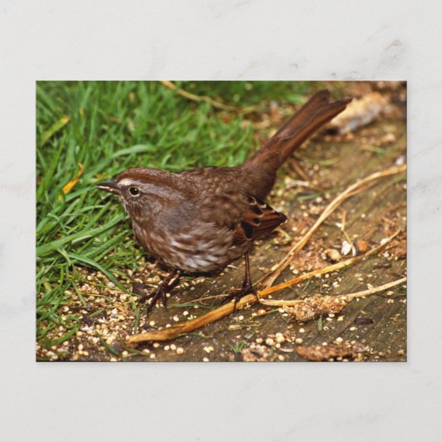 Song Sparrow Postkarte (Vorderseite)