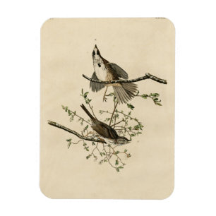 Song Sparrow von Audubons Vögeln von Amerika Magnet
