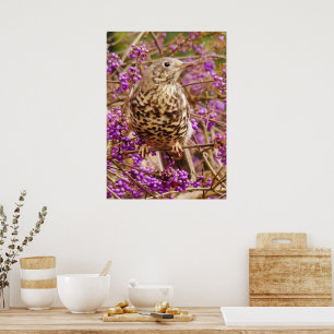 Song Thrush Poster