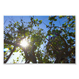 Sonne, die durch Mangroven scheint, Florida. Fotodruck