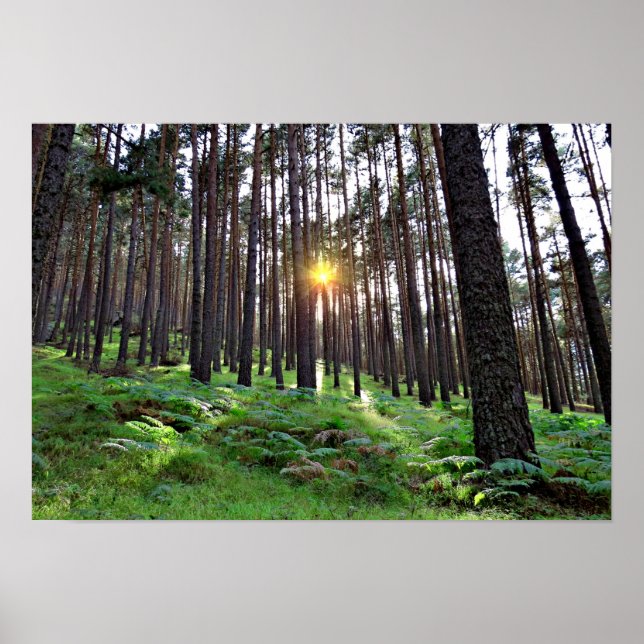 Sonne durch den Wald Poster (Vorne)