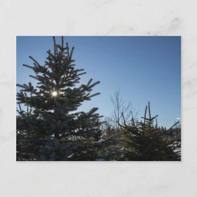 Sonne durch einen Tannenbaum - Winter Postkarte (Vorderseite)